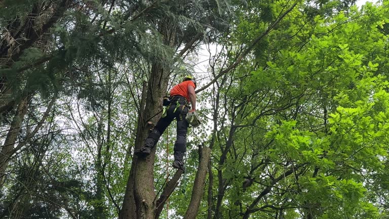 Best Utility Line Clearance  in Sewalls Point, FL